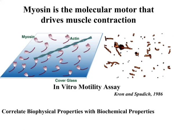 Myosin is the molecular motor that drives muscle contraction