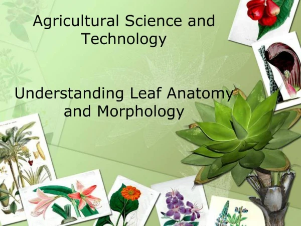 Agricultural Science and Technology Understanding Leaf Anatomy and Morphology