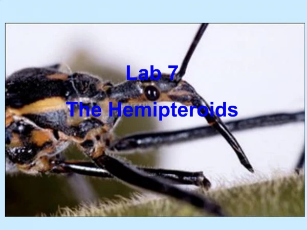 Lab 7 The Hemipteroids