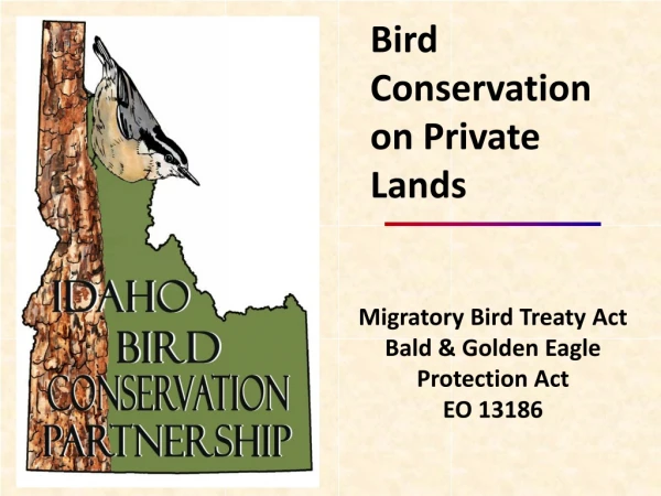 Migratory Bird Treaty Act Bald &amp; Golden Eagle Protection Act EO 13186