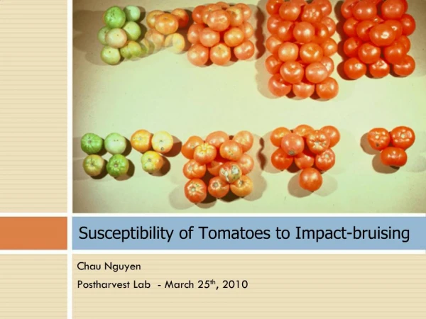 Susceptibility of Tomatoes to Impact-bruising