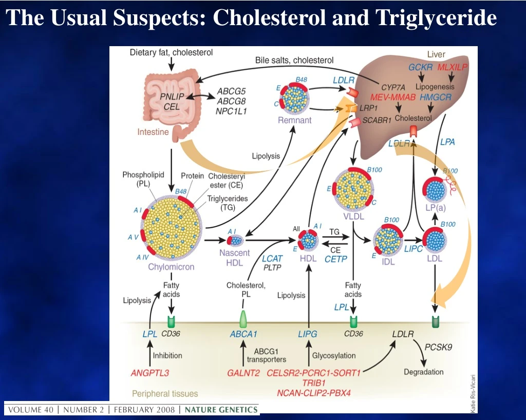 the usual suspects cholesterol and triglyceride