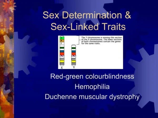 Sex Determination Sex-Linked Traits