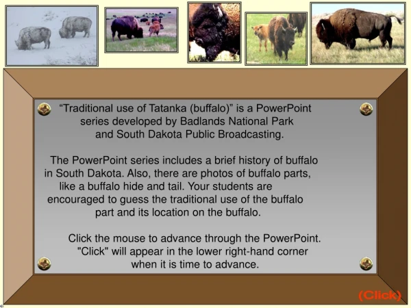 “Traditional use of Tatanka (buffalo)” is a PowerPoint