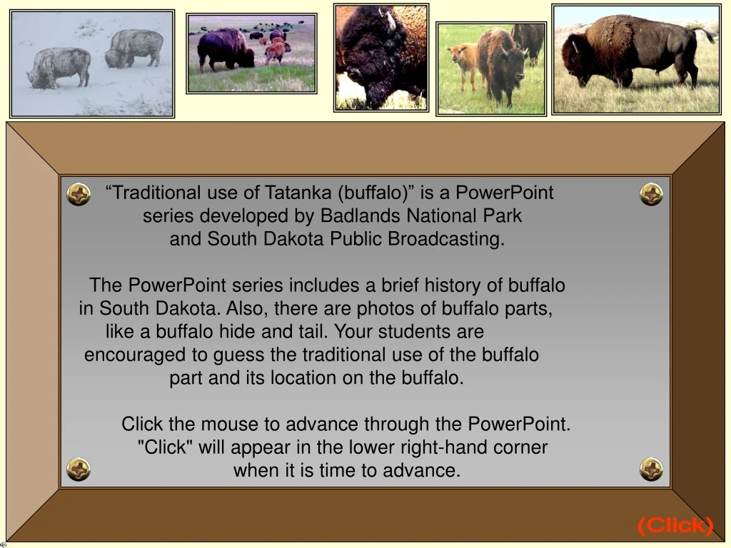 traditional use of tatanka buffalo