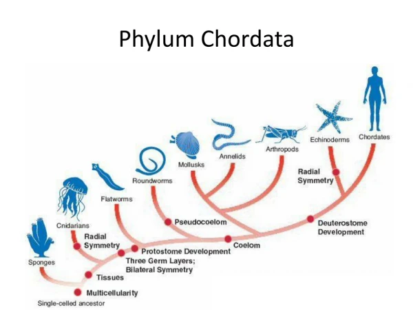 Phylum Chordata