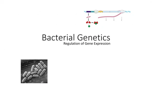 Bacterial Genetics