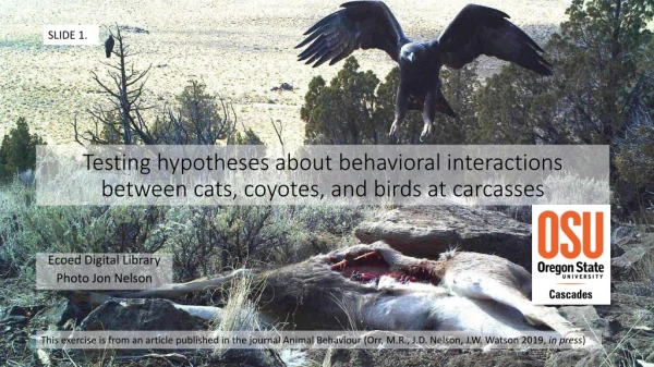 Testing hypotheses about behavioral interactions between cats , coyotes, and birds at carcasses