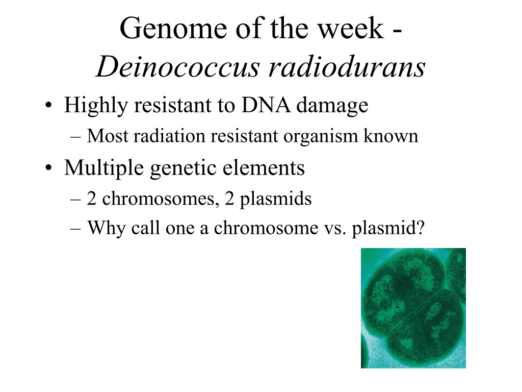 genome of the week deinococcus radiodurans