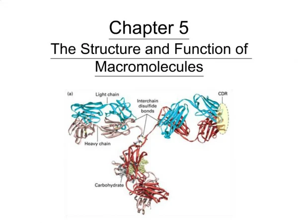 Chapter 5 The Structure and Function of Macromolecules