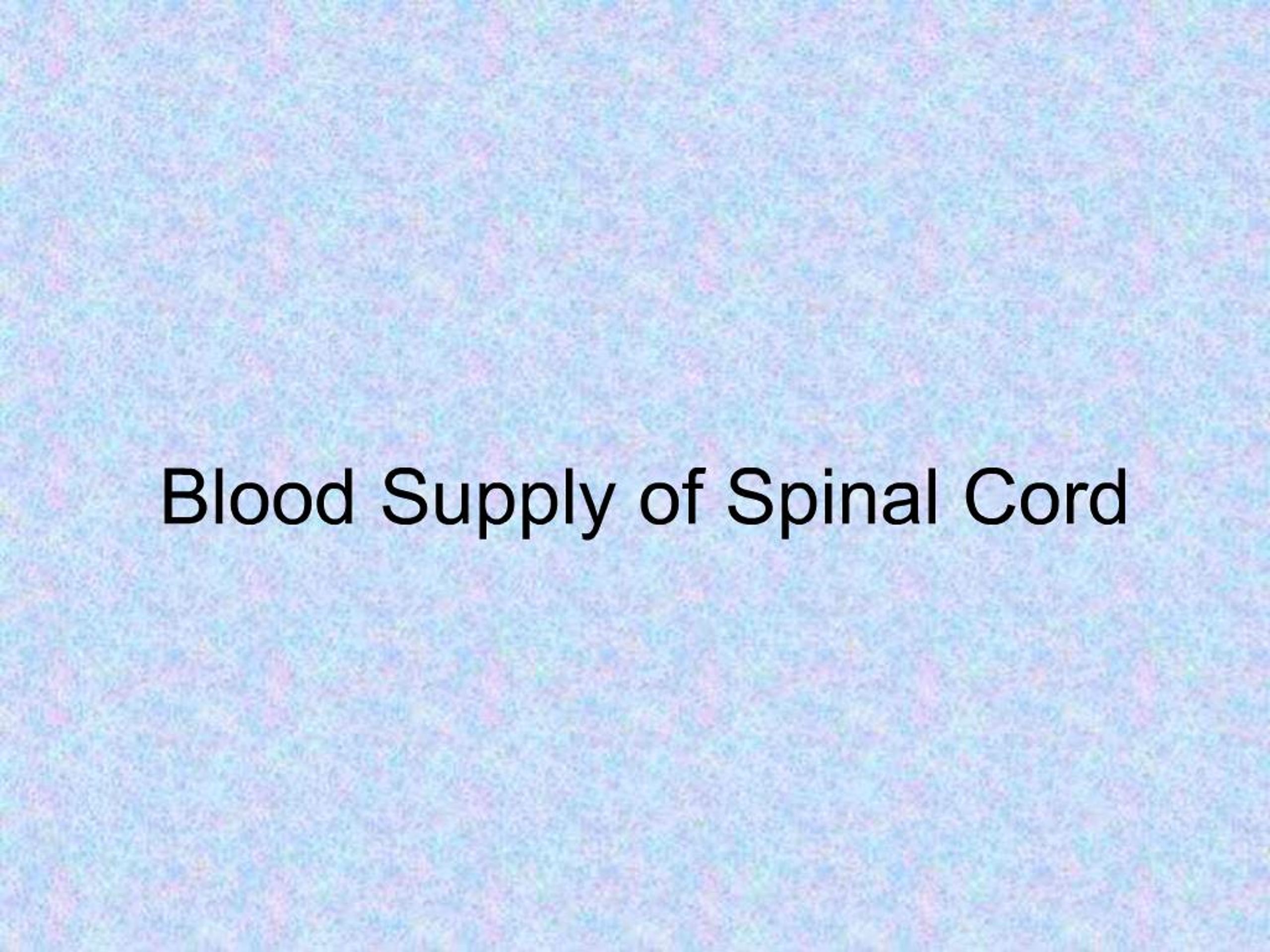 PPT - Blood Supply of Spinal Cord PowerPoint Presentation, free ...
