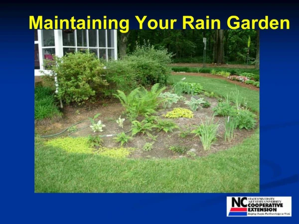 Rain garden maintainance