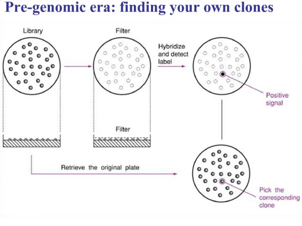 Pre-genomic era: finding your own clones