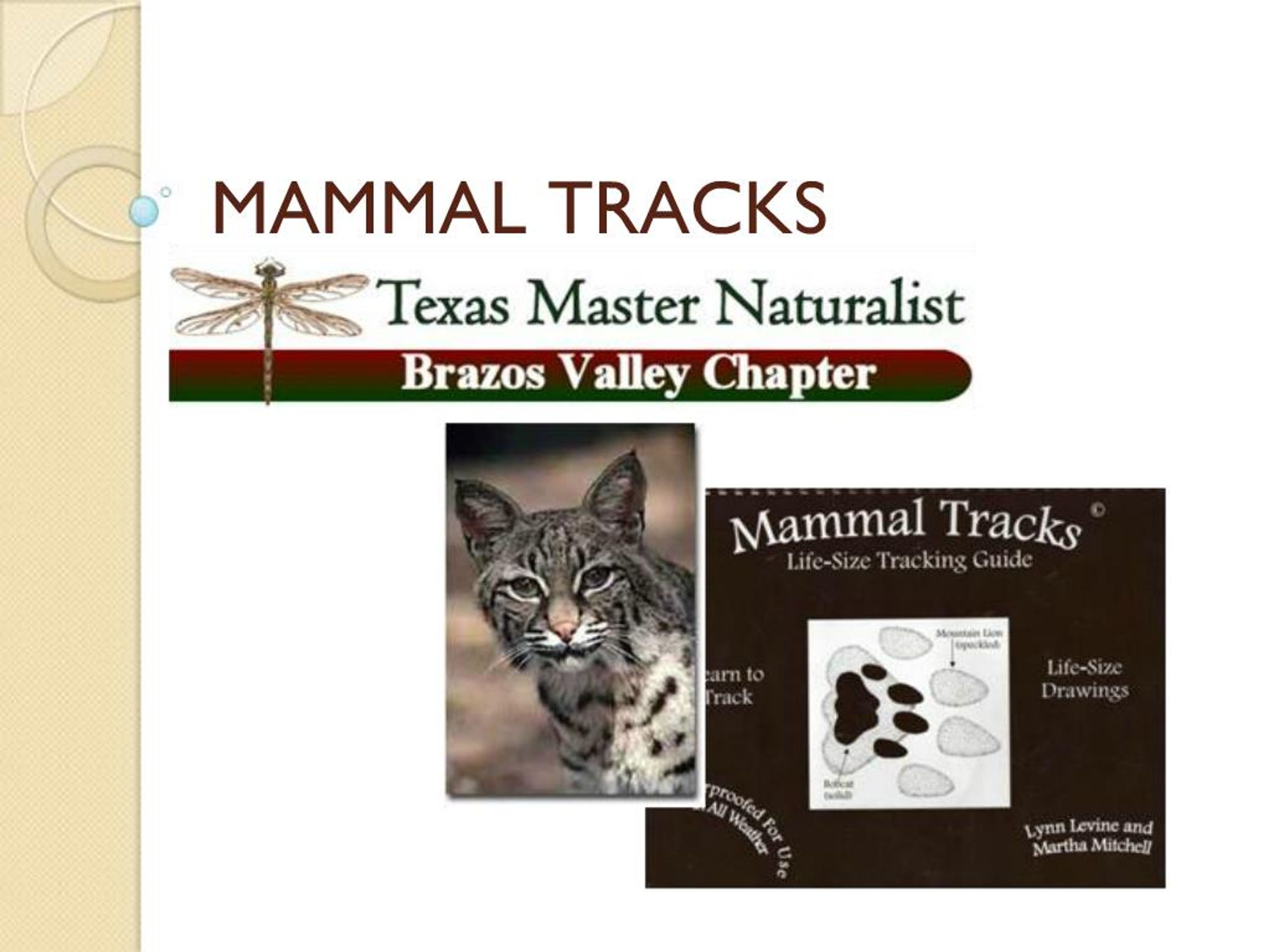 PPT - MAMMAL TRACKS PowerPoint Presentation, free download - ID:434939