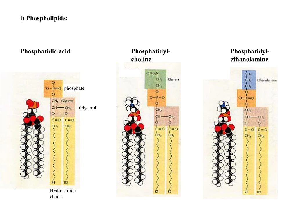 i phospholipids