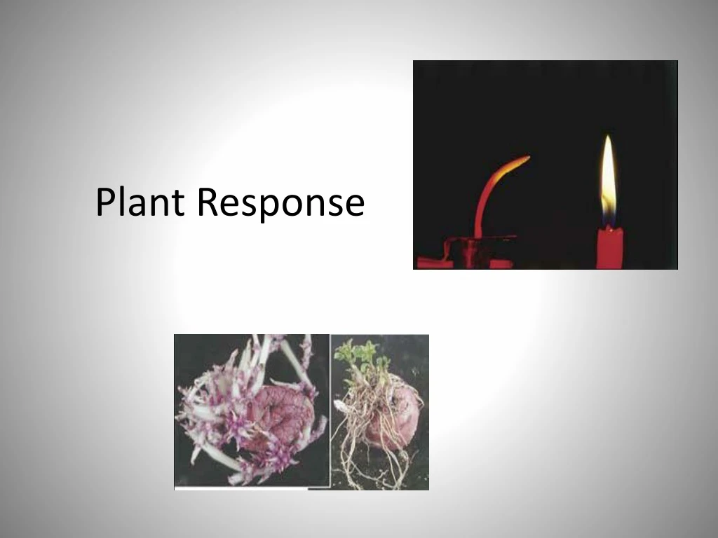 plant response