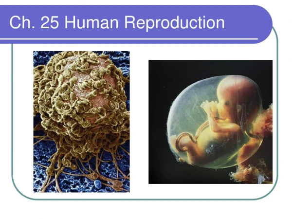 Ch. 25 Human Reproduction