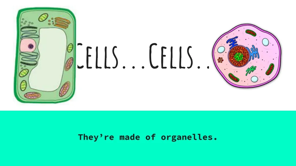 cells cells
