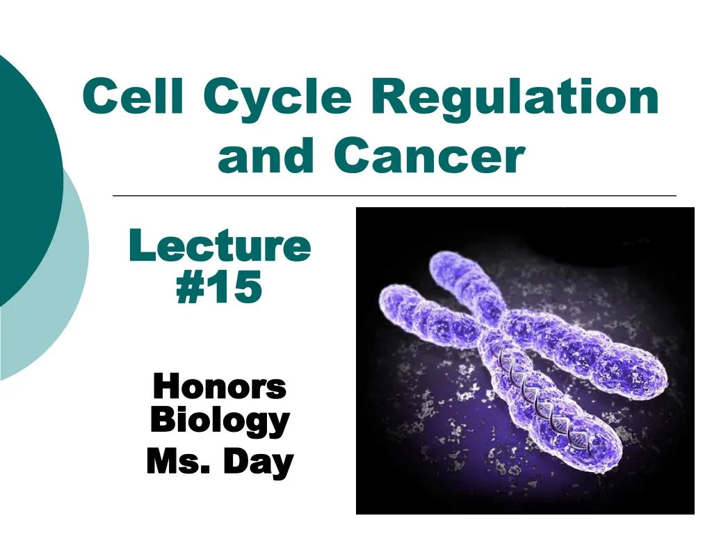 cell cycle regulation and cancer