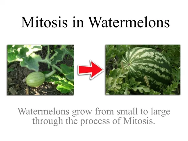 Mitosis in Watermelons