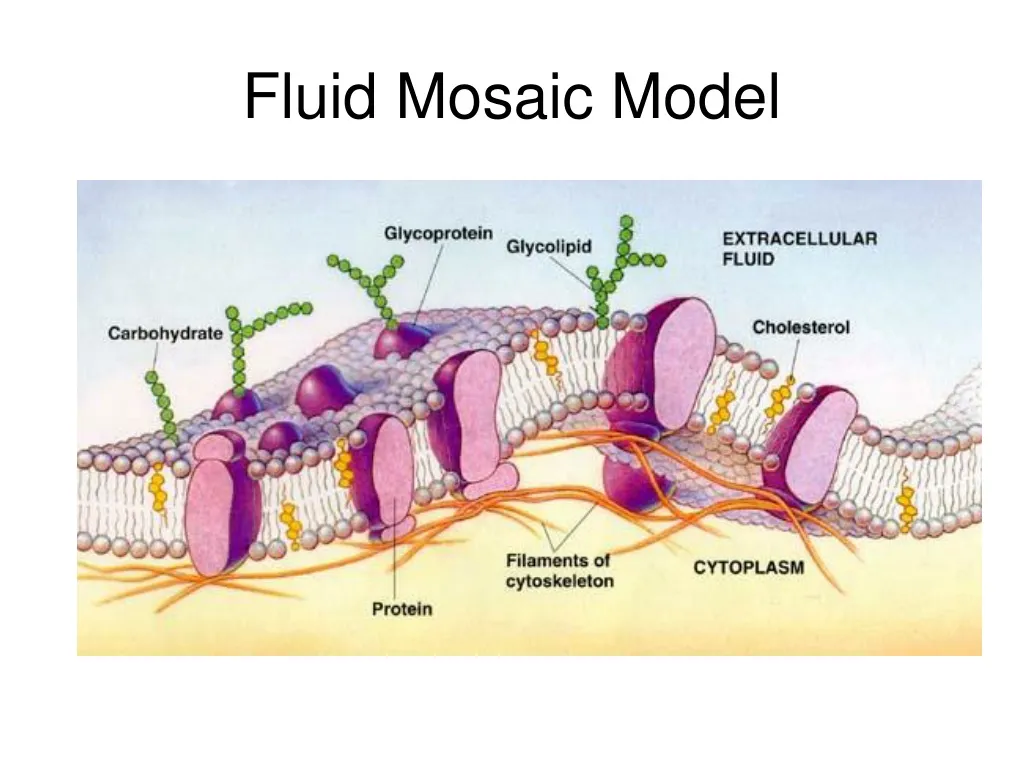 fluid mosaic model
