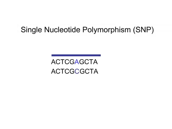 Single Nucleotide Polymorphism SNP