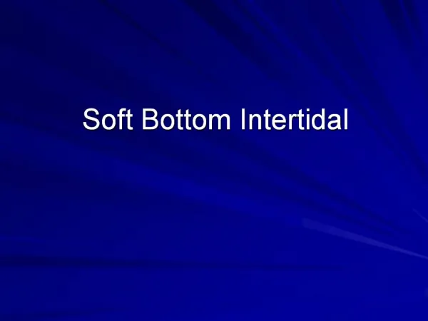 Soft Bottom Intertidal