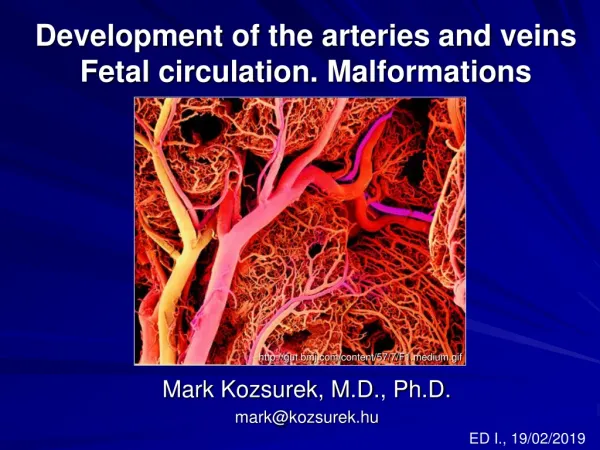 Development of the arteries and veins Fetal circulation . Malformations