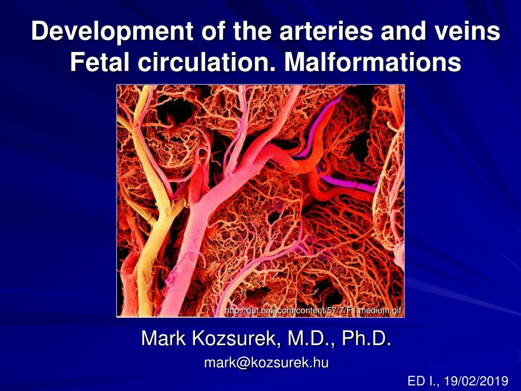 development of the arteries and veins fetal circulation malformations