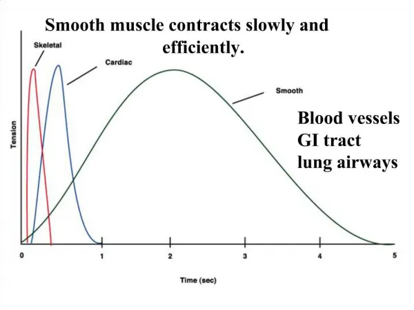 Smooth muscle contracts slowly and efficiently.