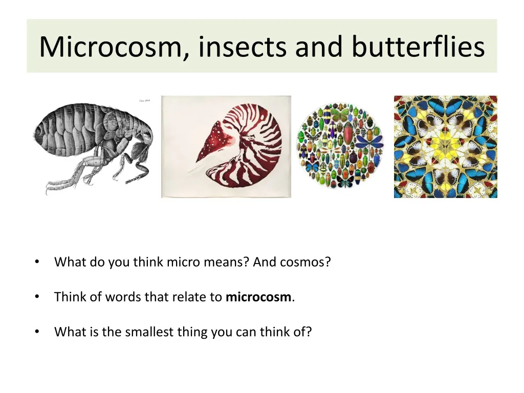 microcosm insects and butterflies