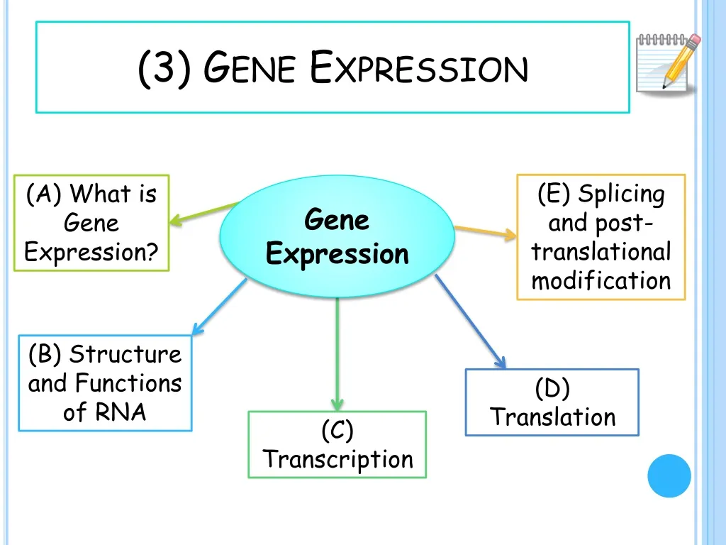 3 gene expression