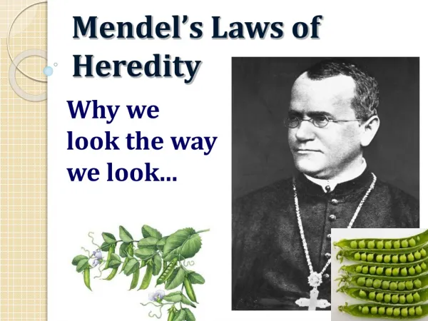 Mendel ’ s Laws of Heredity