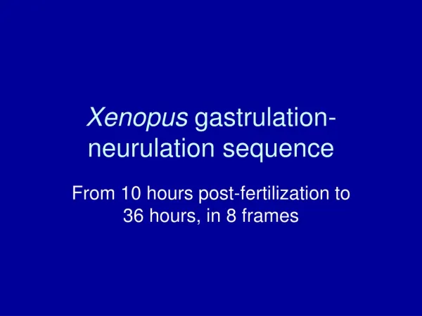 Xenopus gastrulation-neurulation sequence