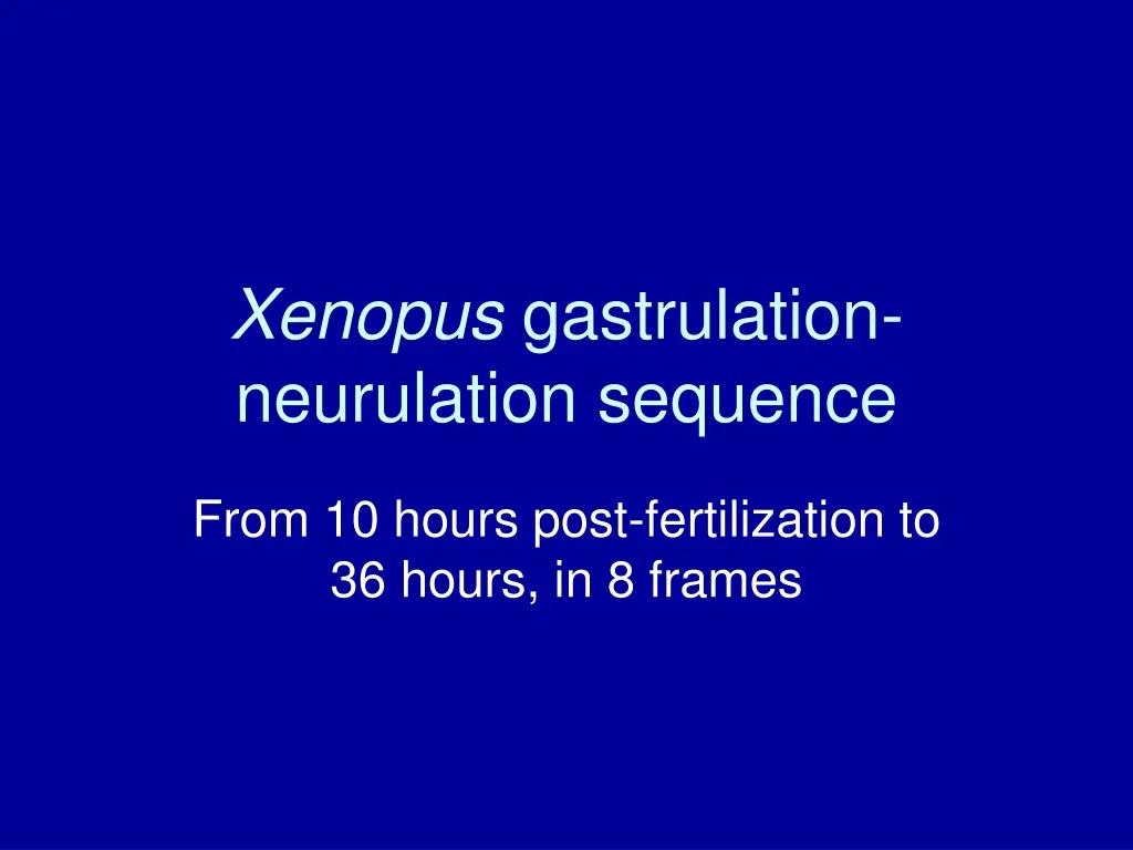 xenopus gastrulation neurulation sequence