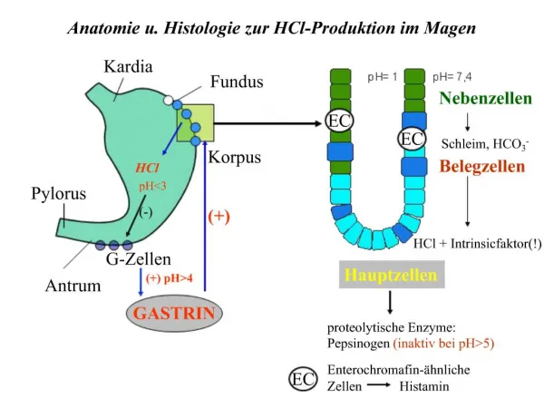 Anatomie u. Histologie zur HCl-Produktion im Magen