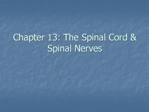 Chapter 13: The Spinal Cord Spinal Nerves