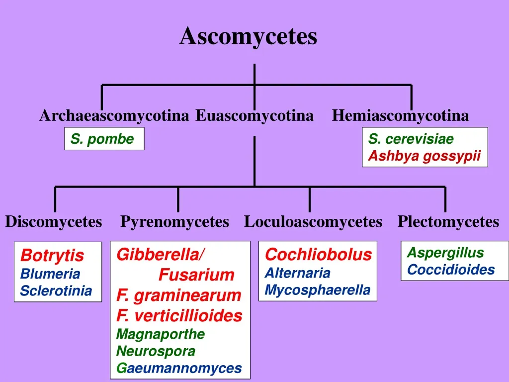 ascomycetes