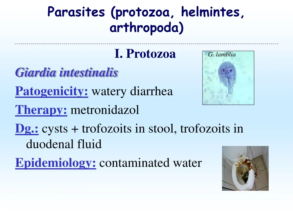 parasites protozoa helmintes arthropoda
