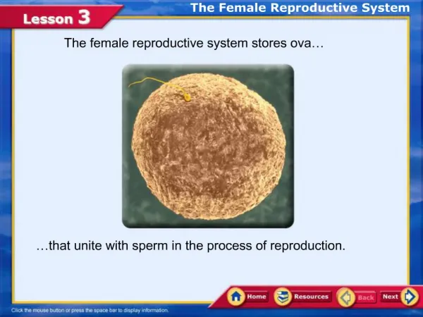 The female reproductive system stores ova
