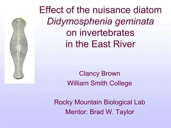 Effect of the nuisance diatom Didymosphenia geminata on invertebrates in the East River