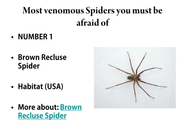 The Most Venomous Spiders