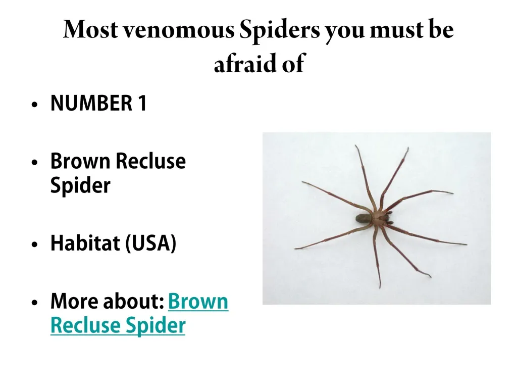most venomous spiders you must be afraid of