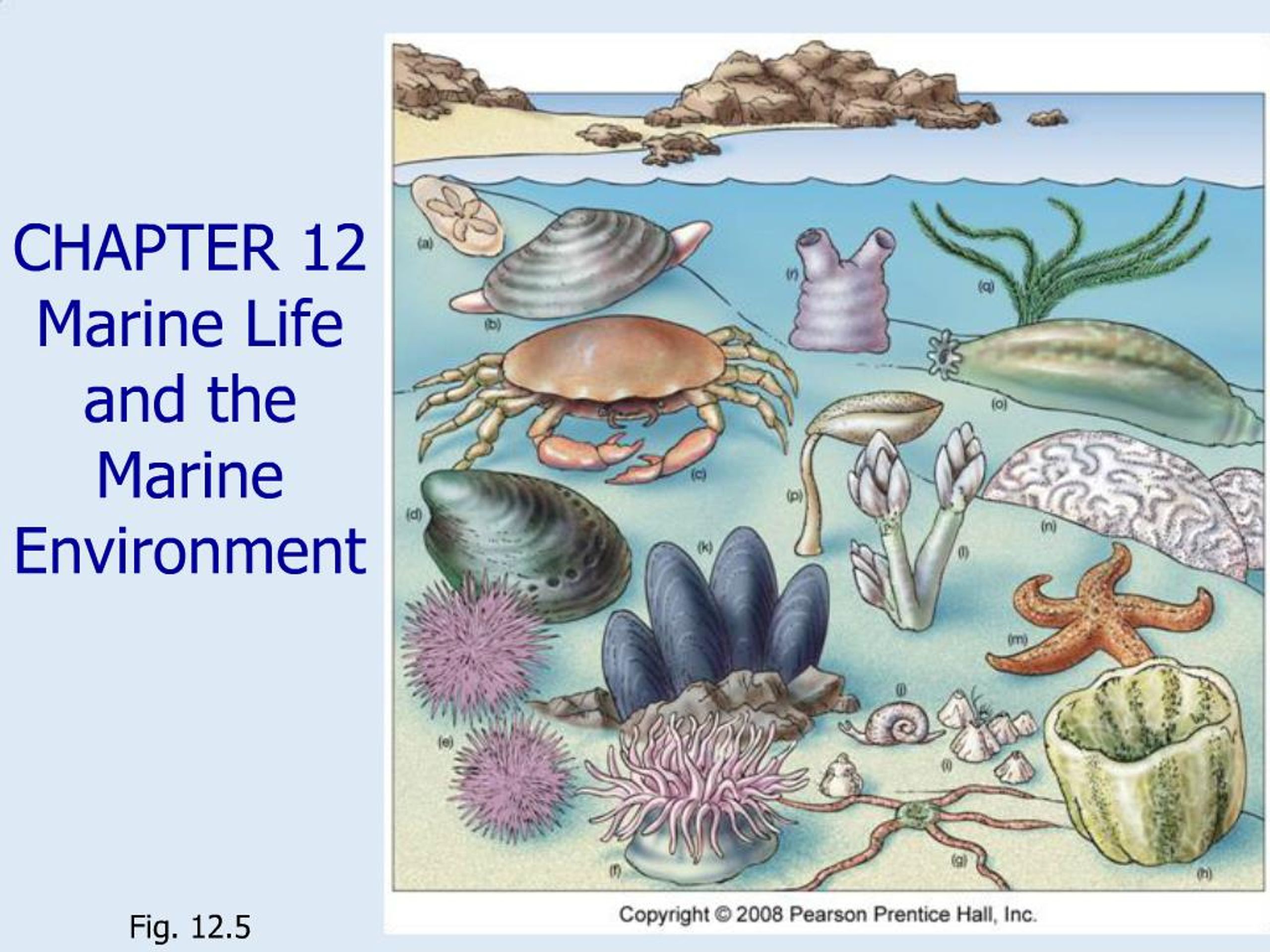 PPT - CHAPTER 12 Marine Life and the Marine Environment PowerPoint ...