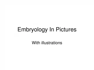 Embryology In Pictures