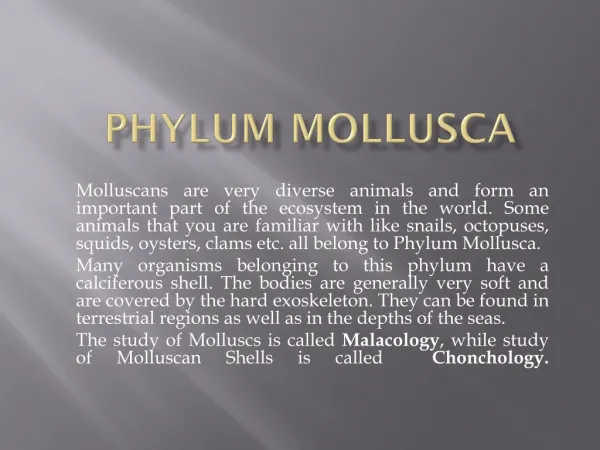 PHYLUM MOLLUSCA