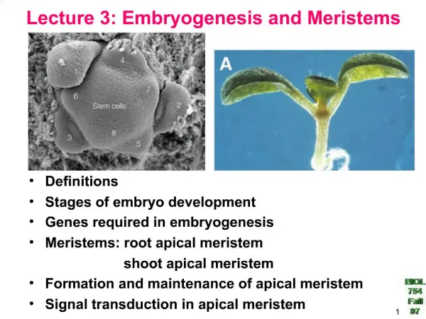 Lecture 3: Embryogenesis and Meristems