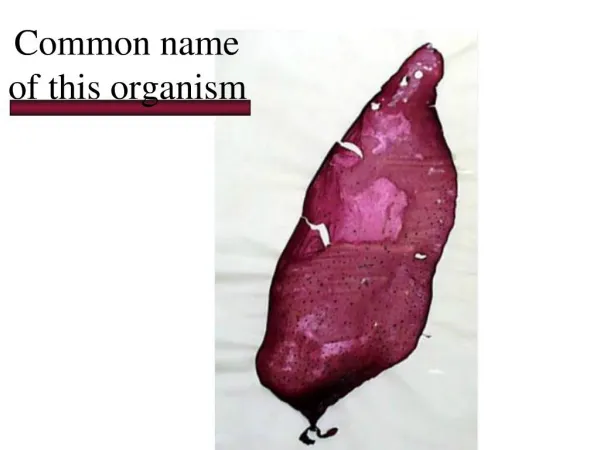 Common name of this organism