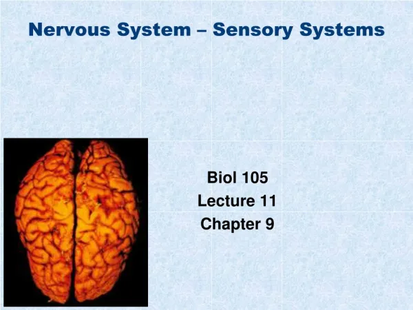 Nervous System – Sensory Systems