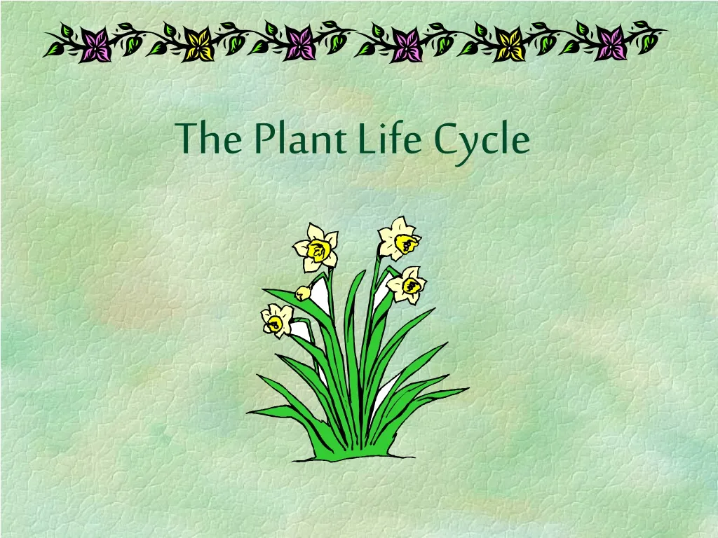 the plant life cycle